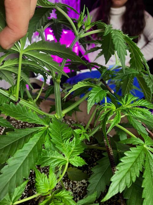 Gorilla Glue. Week 5
