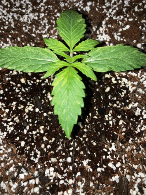 Gorilla Glue Variegata. Week 1