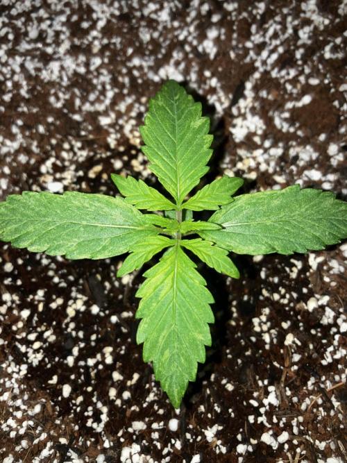Gorilla Glue Variegata. Week 1