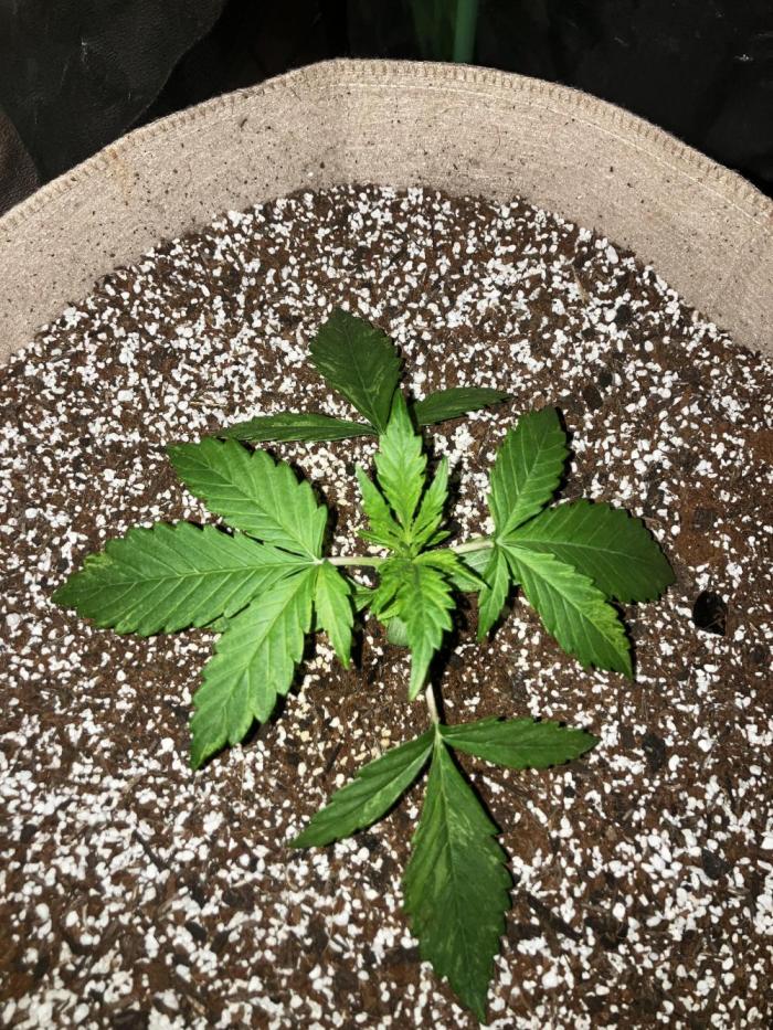 Gorilla Glue Variegata. Week 2