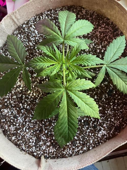 Gorilla Glue Variegata. Week 3