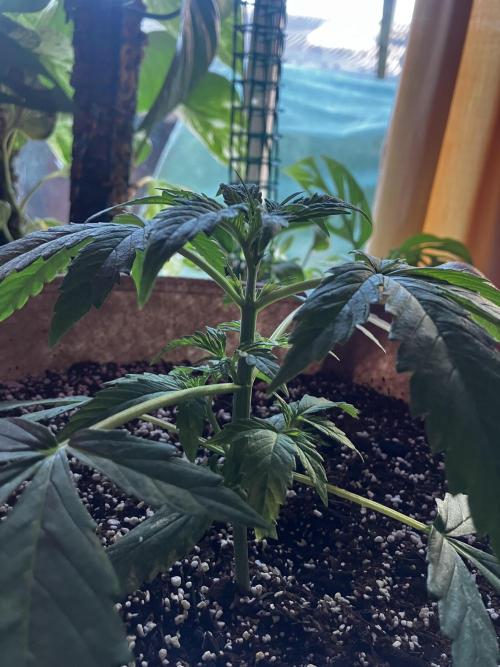Gorilla Glue Variegata. Week 3