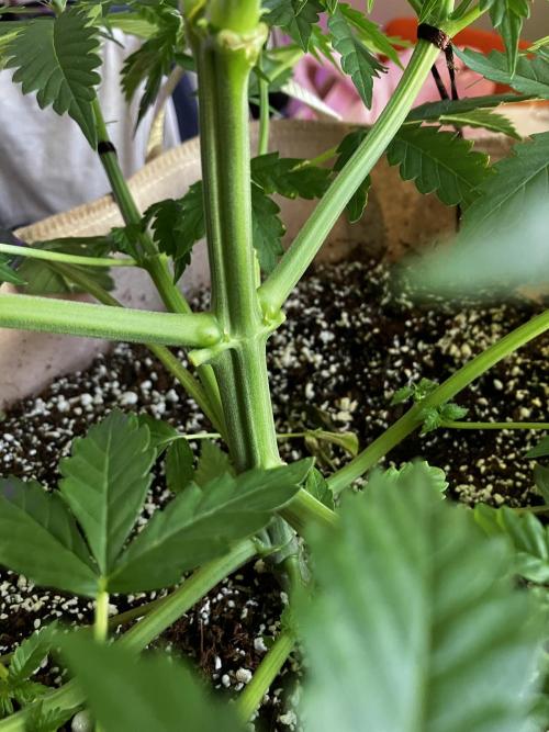 Gorilla Glue. Week 5 - Me sorprende lo grueso del tallo con edad 