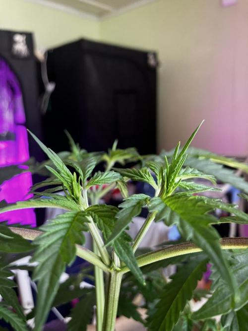 Gorilla Glue. Week 5