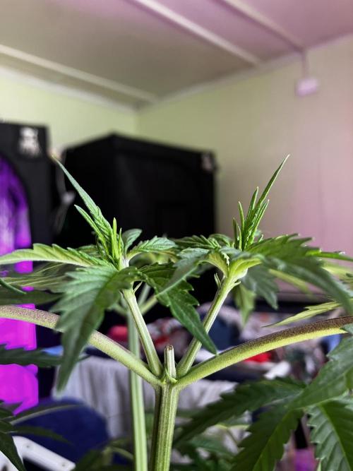 Gorilla Glue. Week 5 - respondió perfecto al estres