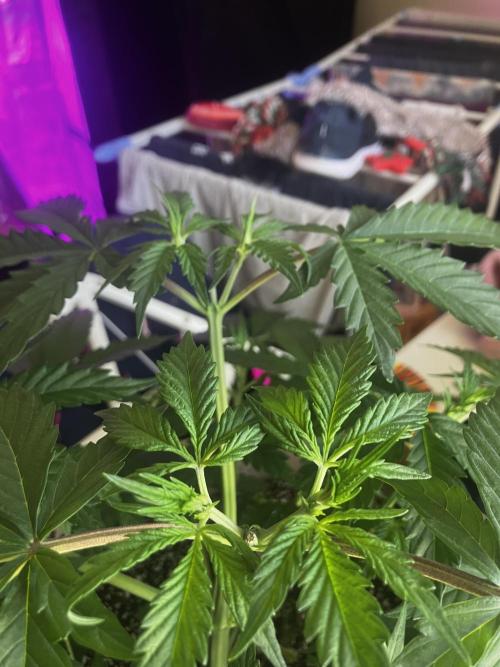 Gorilla Glue. Week 5