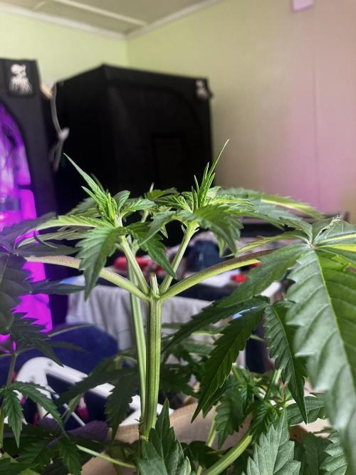 Gorilla Glue. Week 5