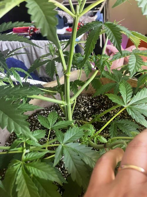 Gorilla Glue. Week 5 - El LST a salido de maravilla