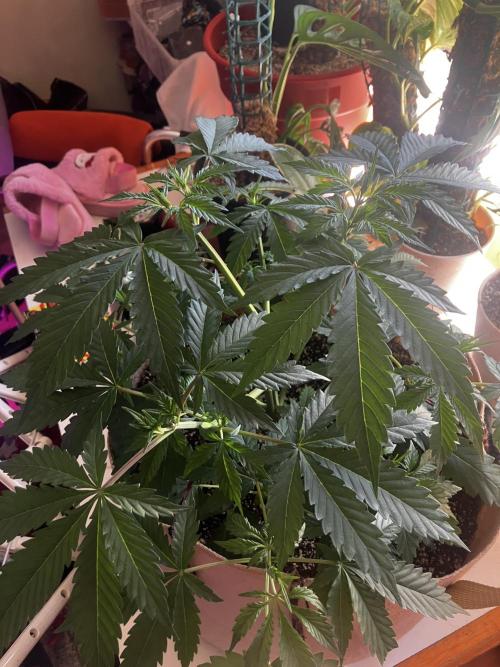 Gorilla Glue. Week 5