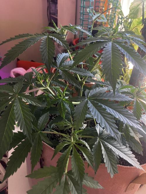 Gorilla Glue. Week 5