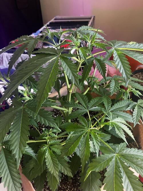 Gorilla Glue. Week 5