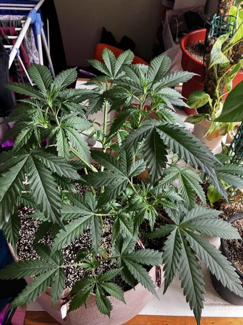 Gorilla Glue. Week 6
