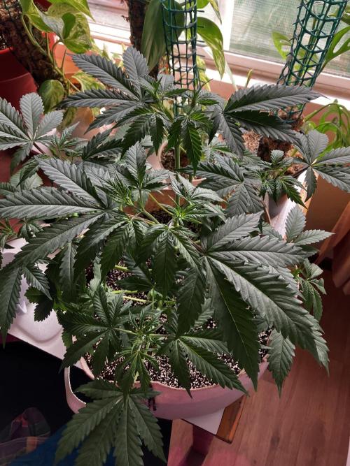 Gorilla Glue. Week 6