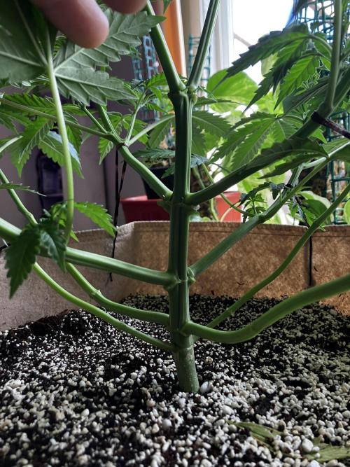 Gorilla Glue. Week 6