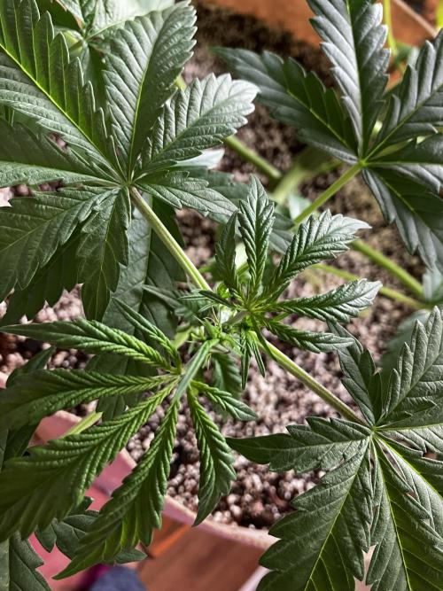 Gorilla Glue. Week 6