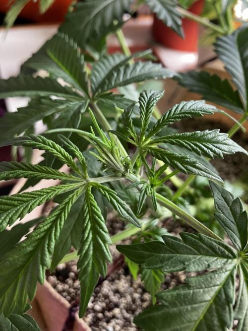 Gorilla Glue. Week 6 - Ya se ven algunos pistilos 