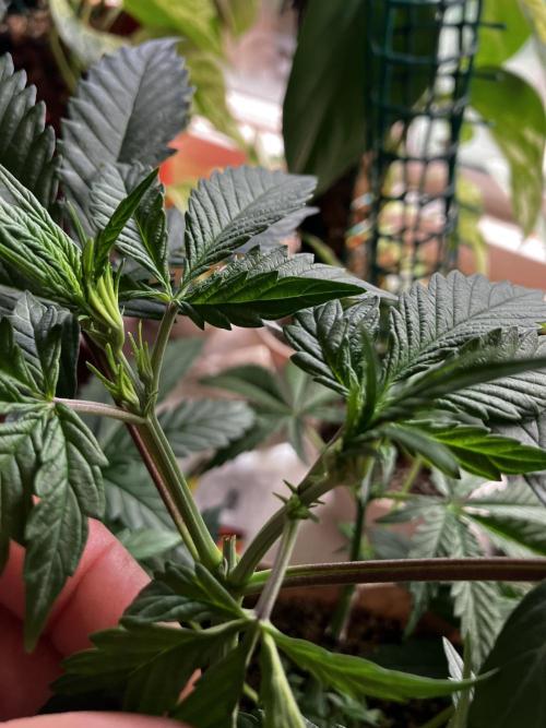 Gorilla Glue. Week 6