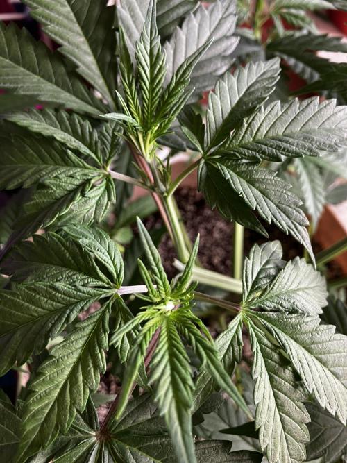 Gorilla Glue. Week 6