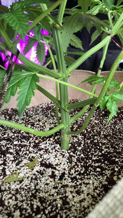 Gorilla Glue. Week 6