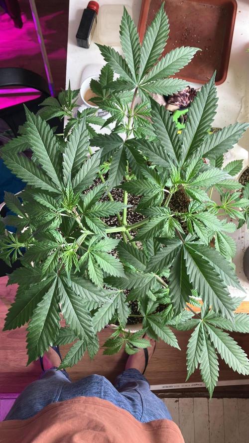 Gorilla Glue. Week 6