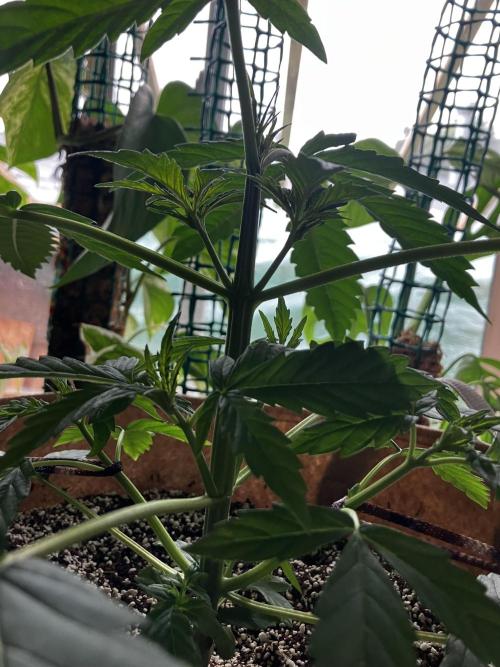 Gorilla Glue Variegata. Week 4