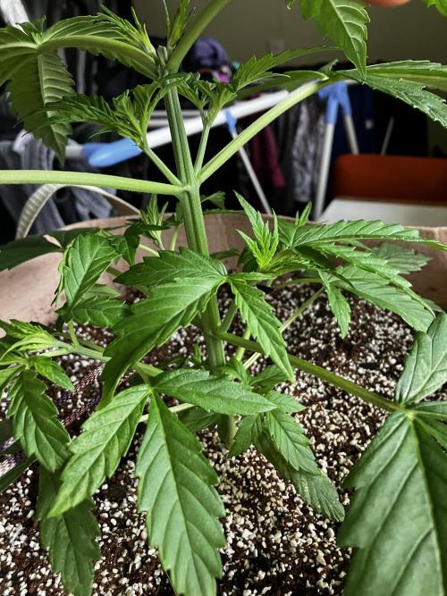 Gorilla Glue Variegata. Week 4