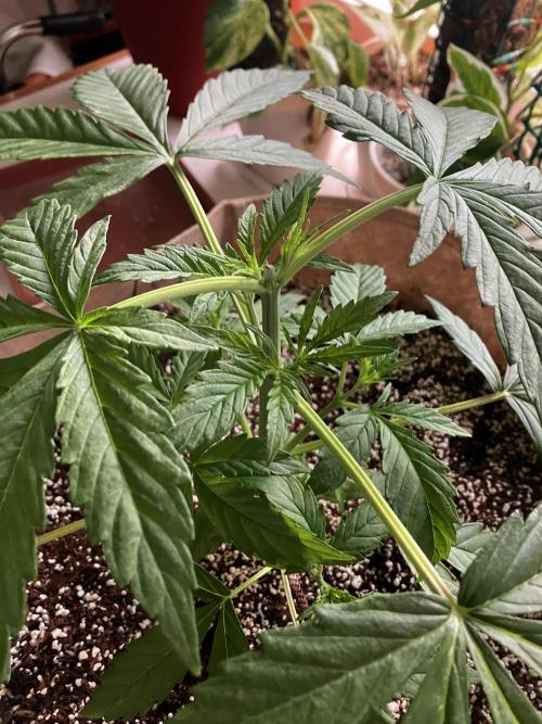 Gorilla Glue Variegata. Week 4