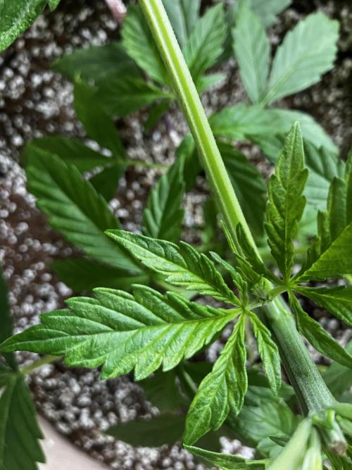 Gorilla Glue Variegata. Week 4