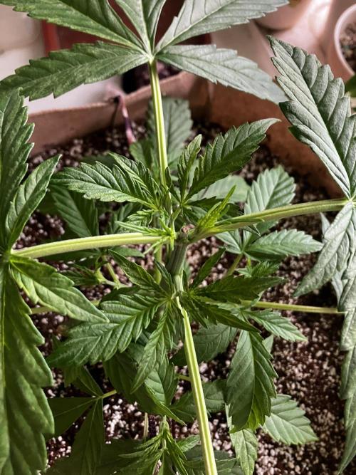 Gorilla Glue Variegata. Week 4