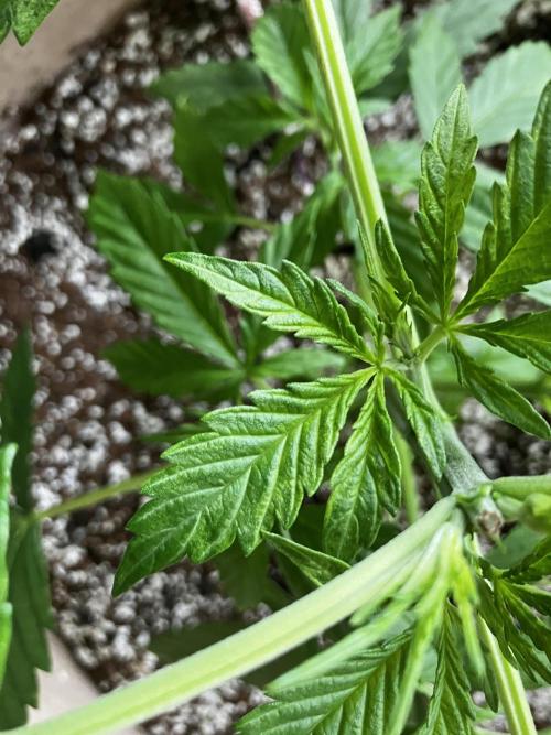Gorilla Glue Variegata. Week 4