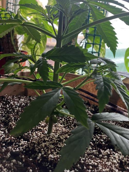 Gorilla Glue Variegata. Week 4