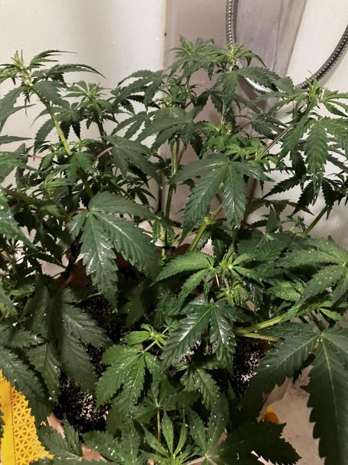 Gorilla Glue. Week 7