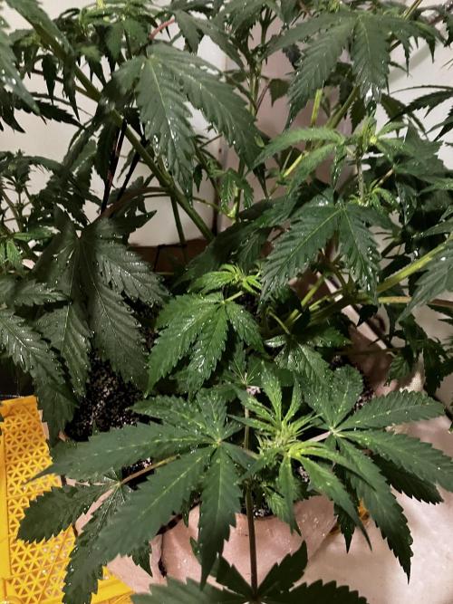 Gorilla Glue. Week 7