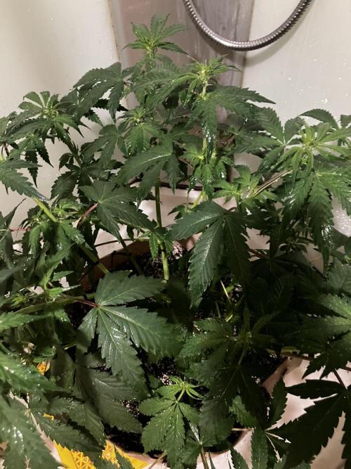 Gorilla Glue. Week 7