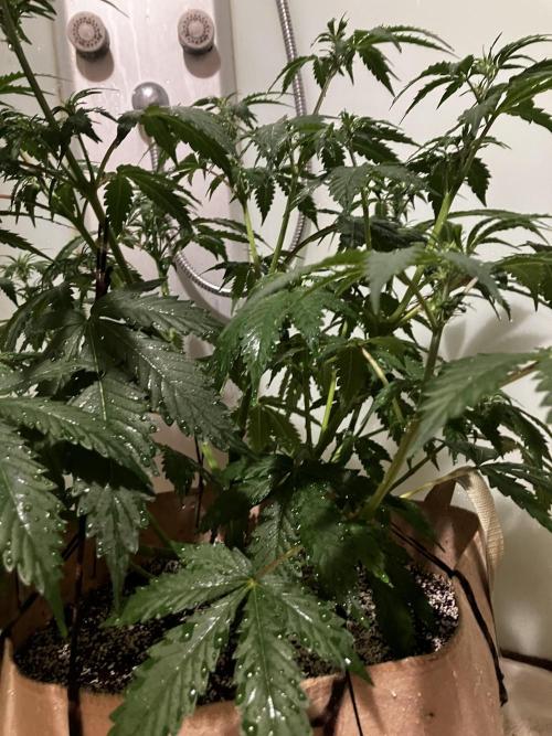 Gorilla Glue. Week 7