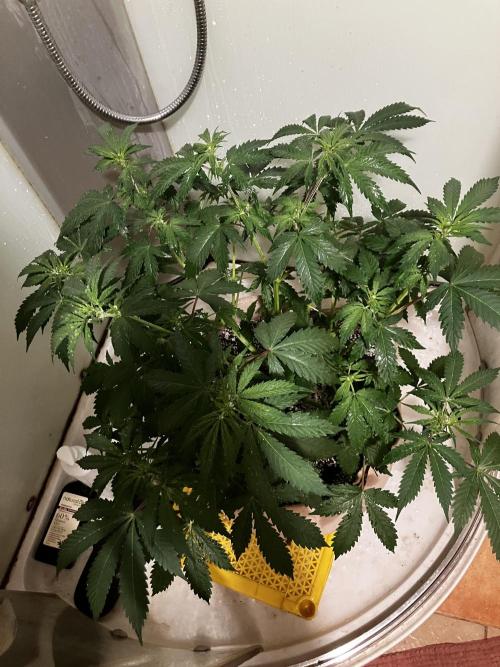 Gorilla Glue. Week 7