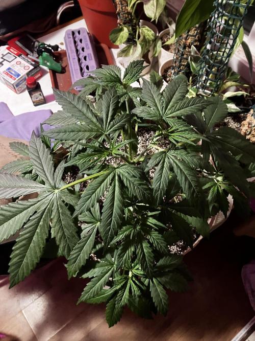Gorilla Glue Variegata. Week 5