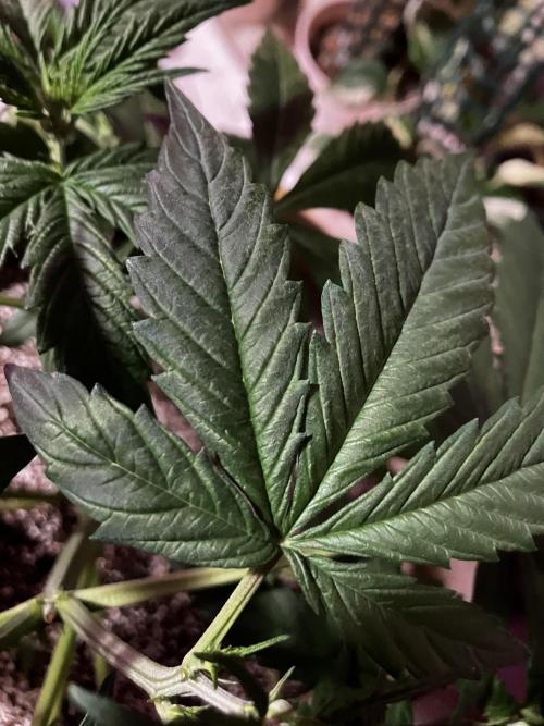 Gorilla Glue Variegata. Week 5