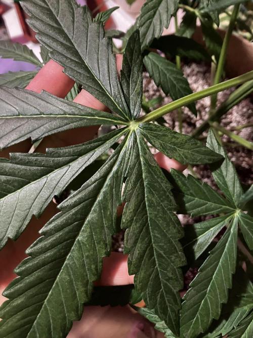 Gorilla Glue Variegata. Week 5