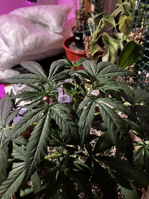 Gorilla Glue Variegata. Week 5