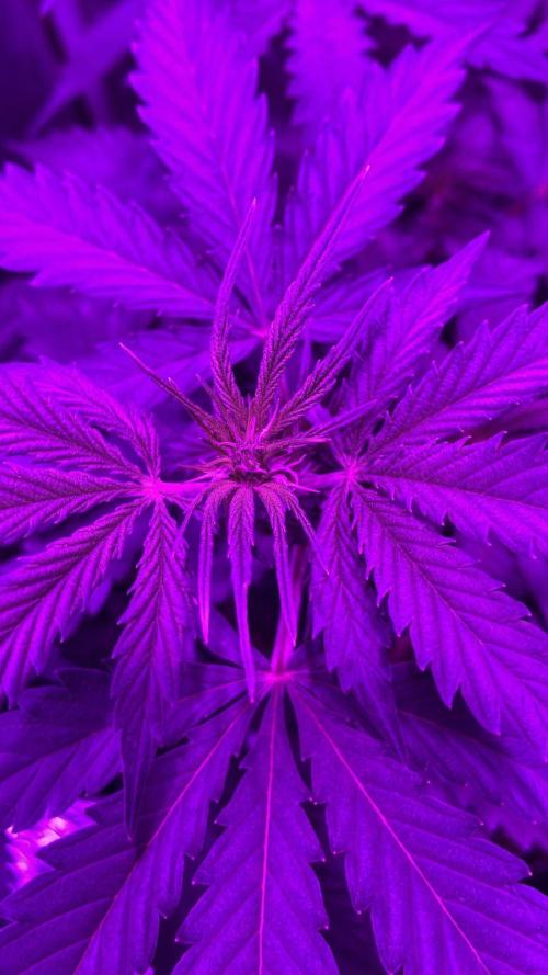 Gorilla Glue. Week 7