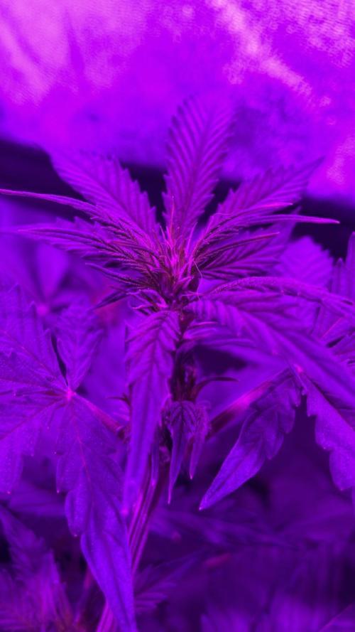 Gorilla Glue. Week 7