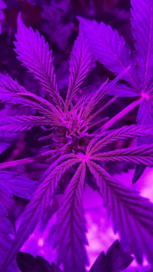Gorilla Glue. Week 7
