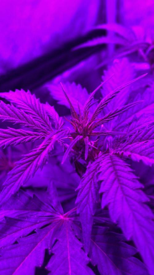 Gorilla Glue. Week 7