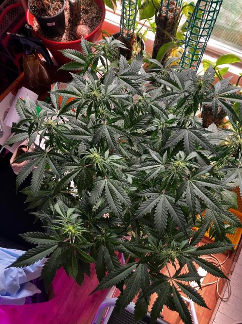Gorilla Glue. Week 8