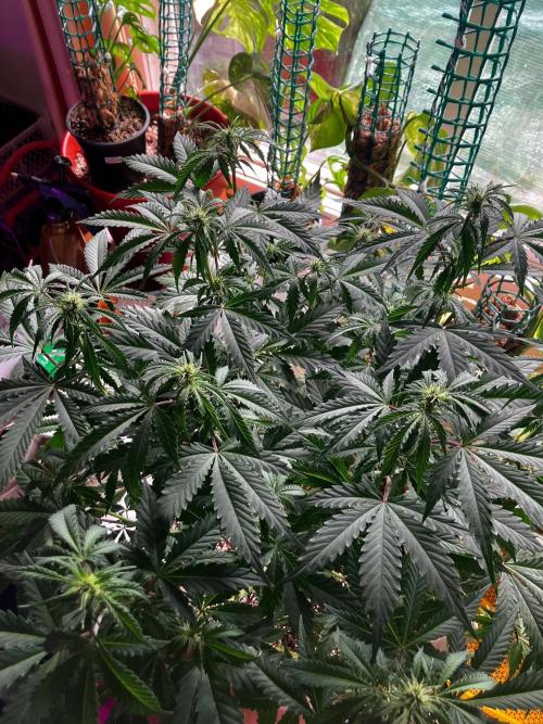 Gorilla Glue. Week 8