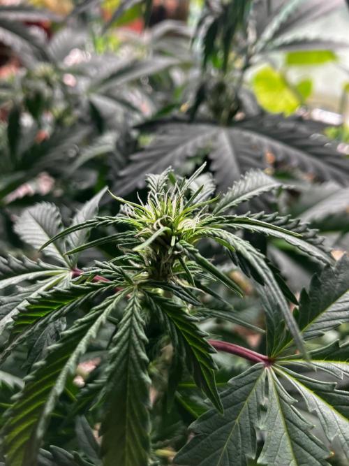 Gorilla Glue. Week 8 - Los cogollos se ven creciendo muy sanamente