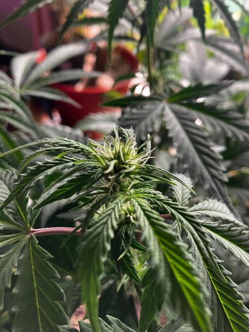 Gorilla Glue. Week 8