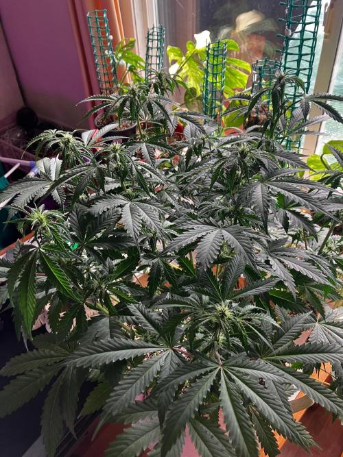 Gorilla Glue. Week 8