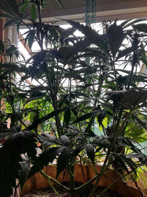 Gorilla Glue. Week 8